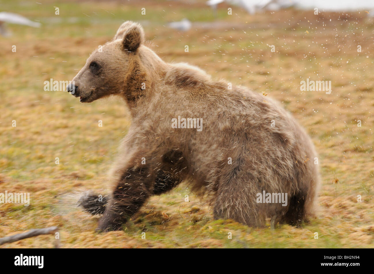 Europäischer Braunbär Ursos Arctos fotografiert in Finnland Stockfoto