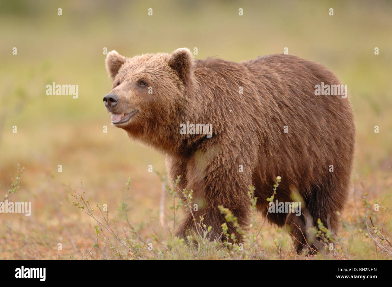 Europäischer Braunbär Ursos Arctos fotografiert in Finnland Stockfoto