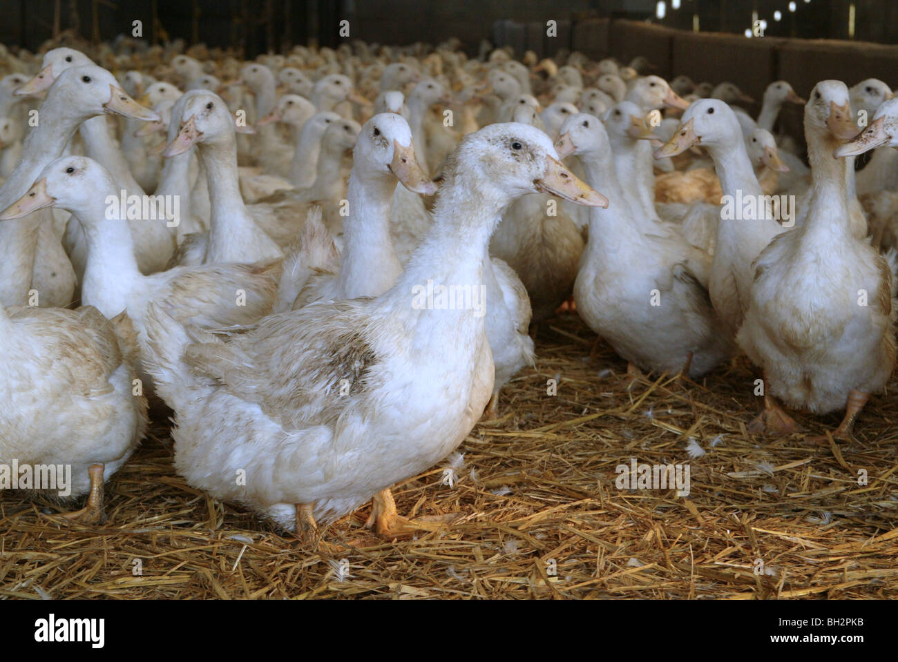 Stall füttern Enten für Ei-Produktion Stockfoto
