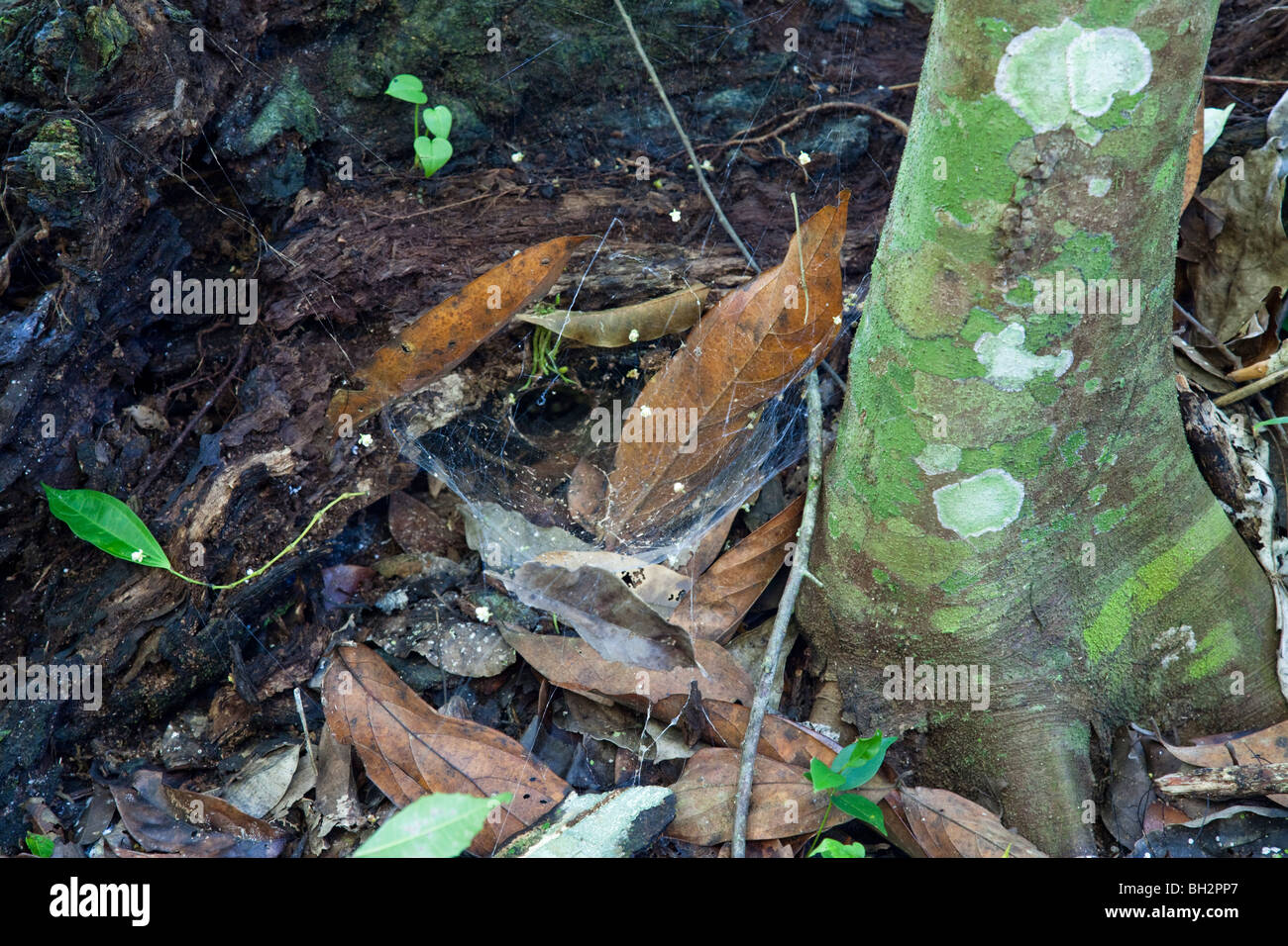 Spinnennetz. Guatemala Stockfoto