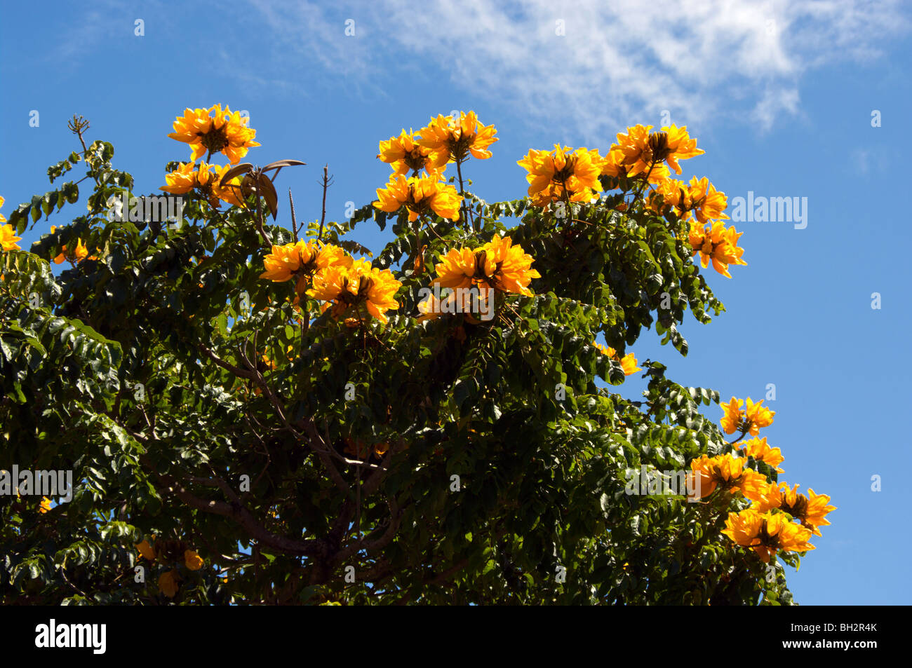 Gelb blühende Sorte des afrikanischen Tulpenbaum Kauai HI Stockfoto