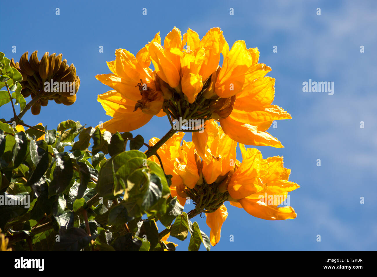 Gelb blühende Sorte des afrikanischen Tulpenbaum Kauai HI Stockfoto