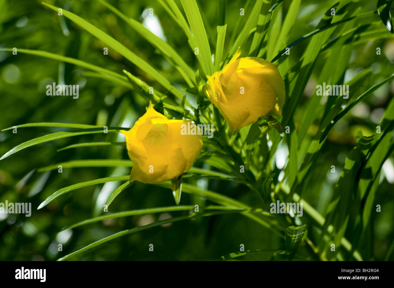 Gelben Blütenknospen werden noch Baum Kauai HI Stockfoto