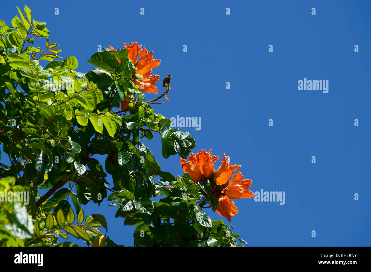 Orangen Blüten der afrikanischen Tulpenbaum Kauai HI Stockfoto