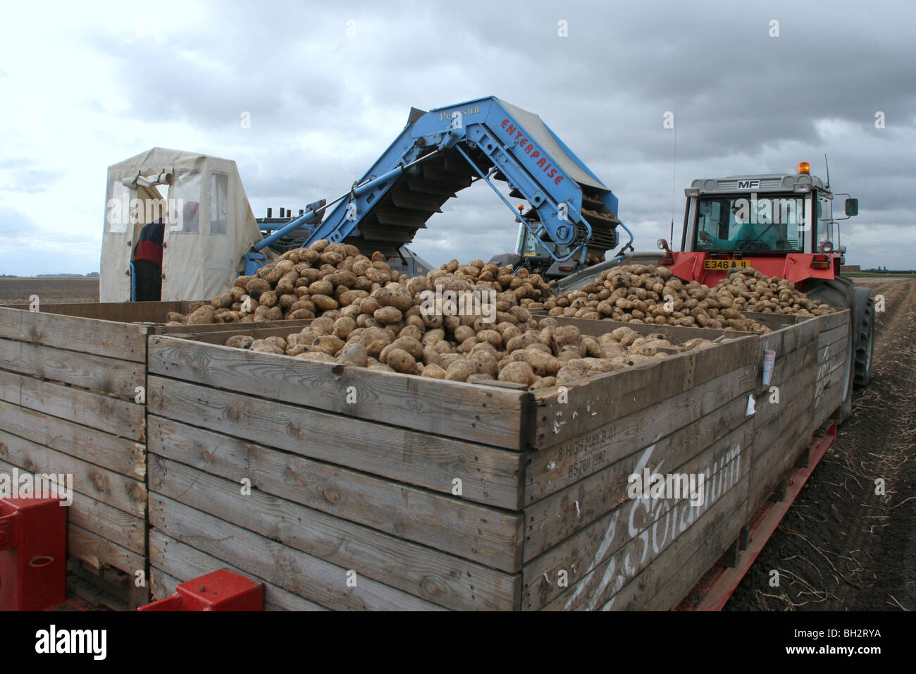 Aufhebung von Kartoffeln auf einem Bauernhof in Lincolnshire Stockfoto