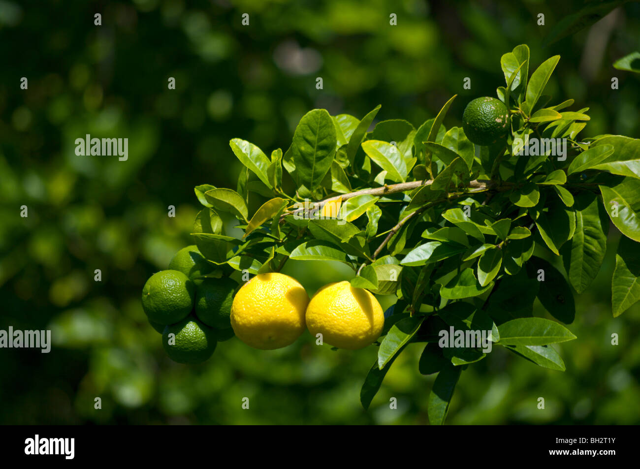 Grüne und gelbe Guave Früchte am Zweig Kauai HI Stockfoto