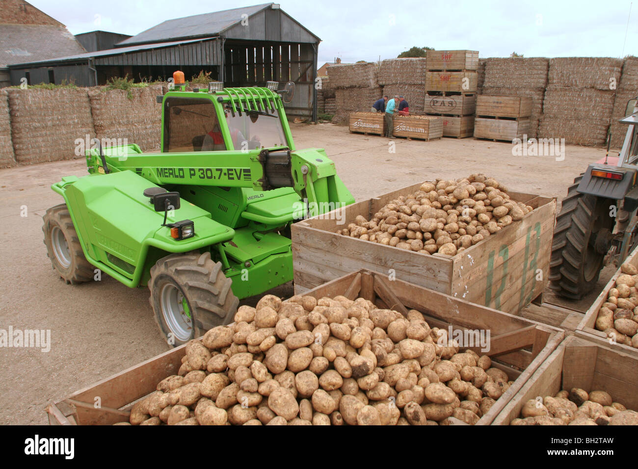 Aufhebung von Kartoffeln auf einem Bauernhof in Lincolnshire Stockfoto