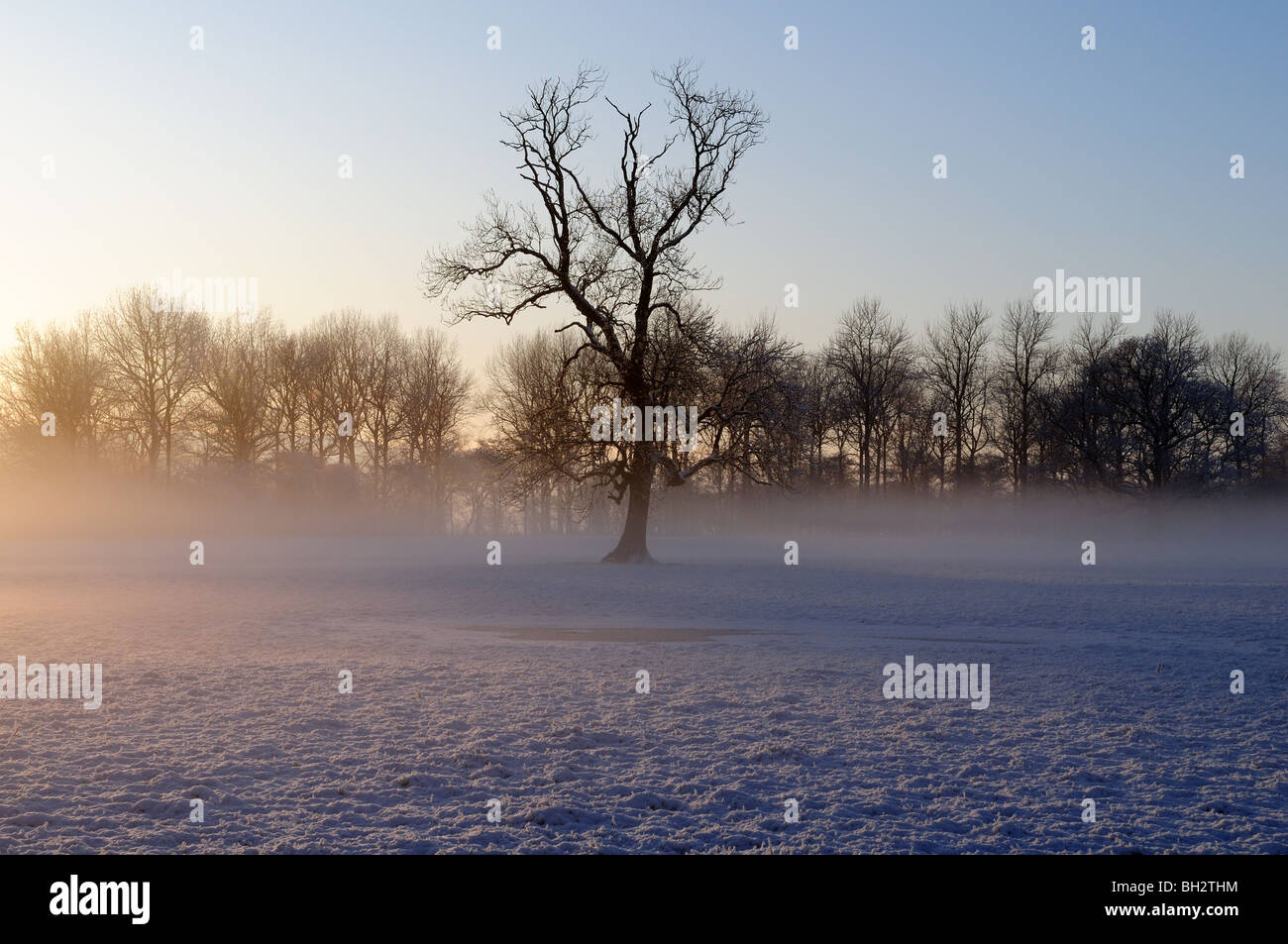 Bäume im Nebel und Schnee bei Sonnenuntergang Tywi Tal Carmarthenshire Wales Cymru UK GB Stockfoto