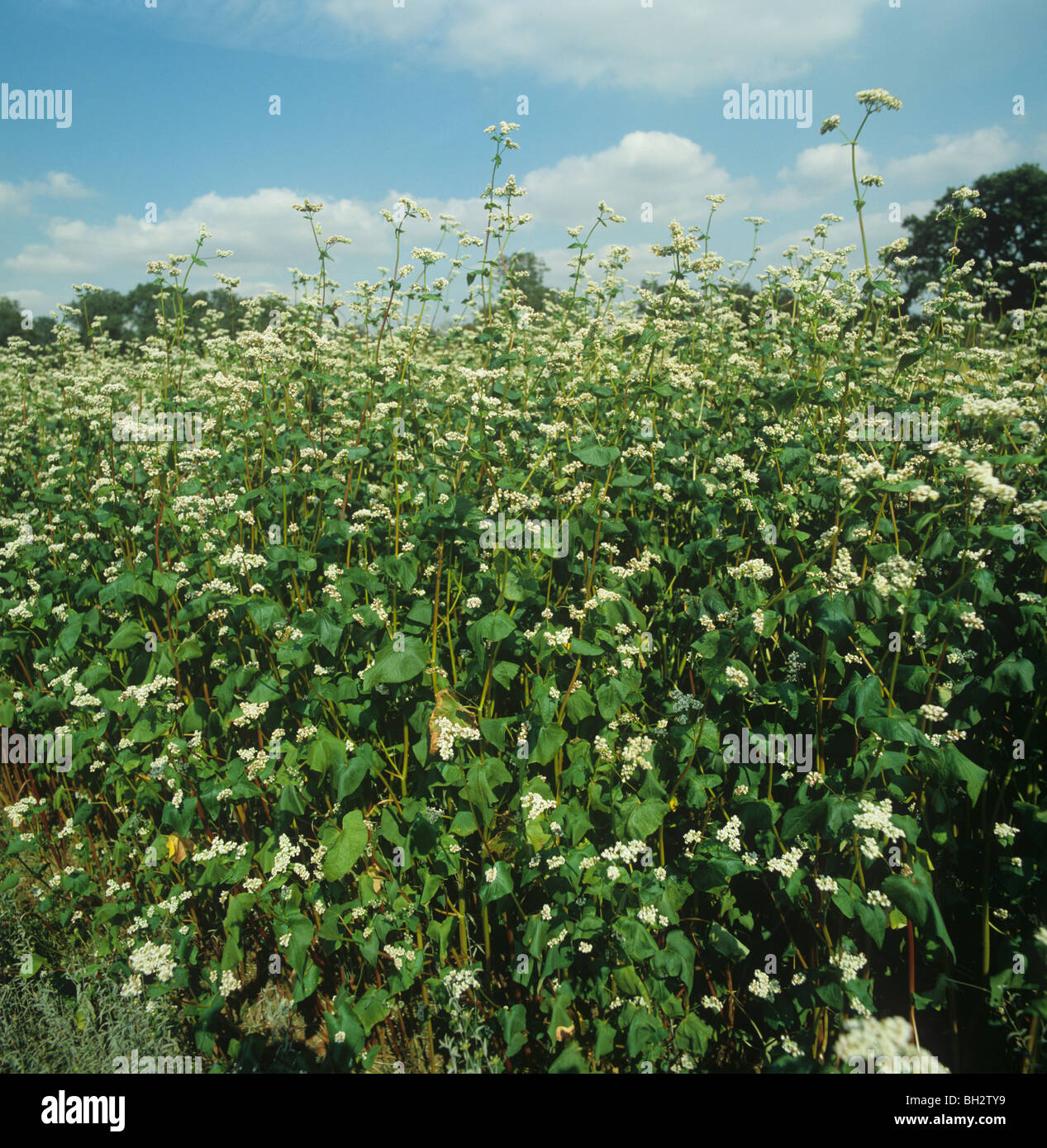 Blühenden Buchweizen (Fagopyrum Esculentum) ein Subsitute Getreideernte Stockfoto