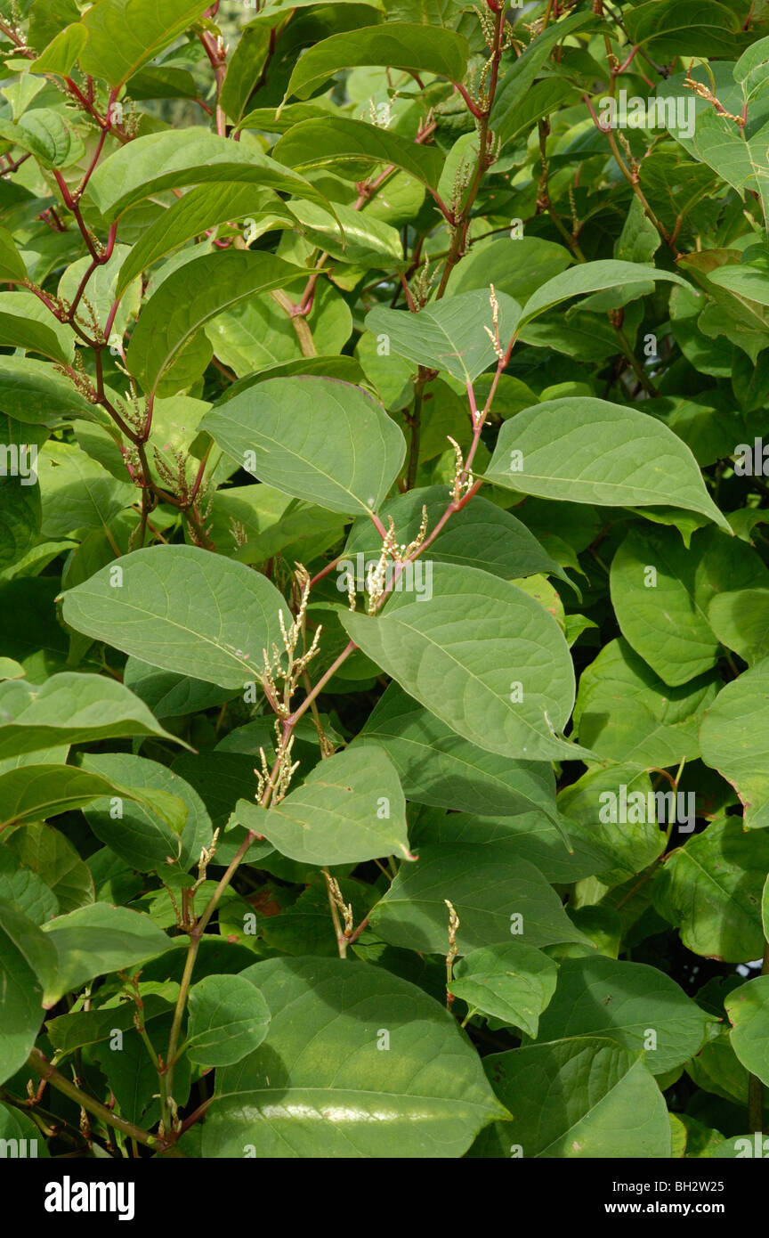 Japanischer Staudenknöterich Fallopia japonica Stockfoto