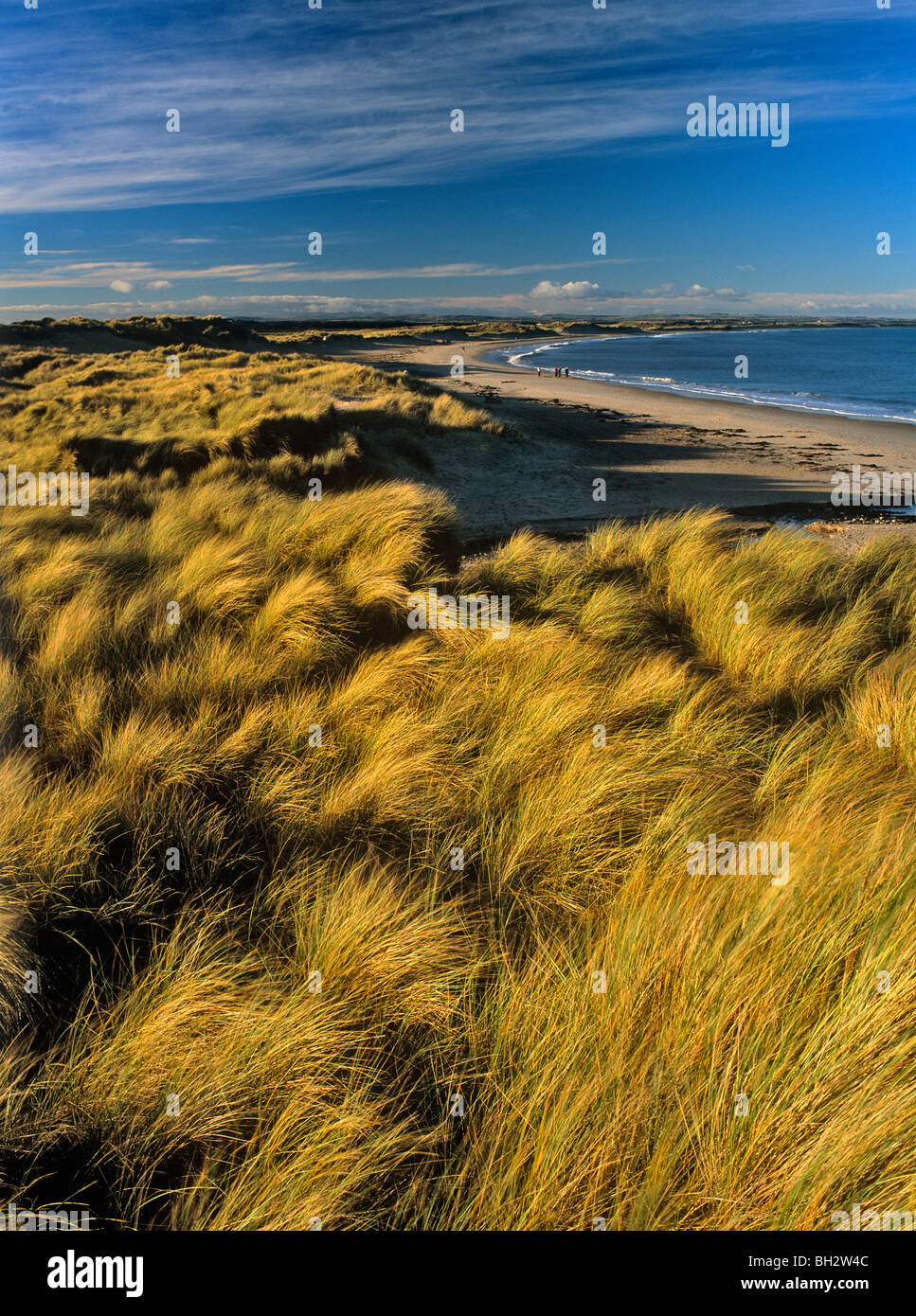 Ein Blick auf Dünen und Strand entlang Druridge Bay in Northumberland Stockfoto