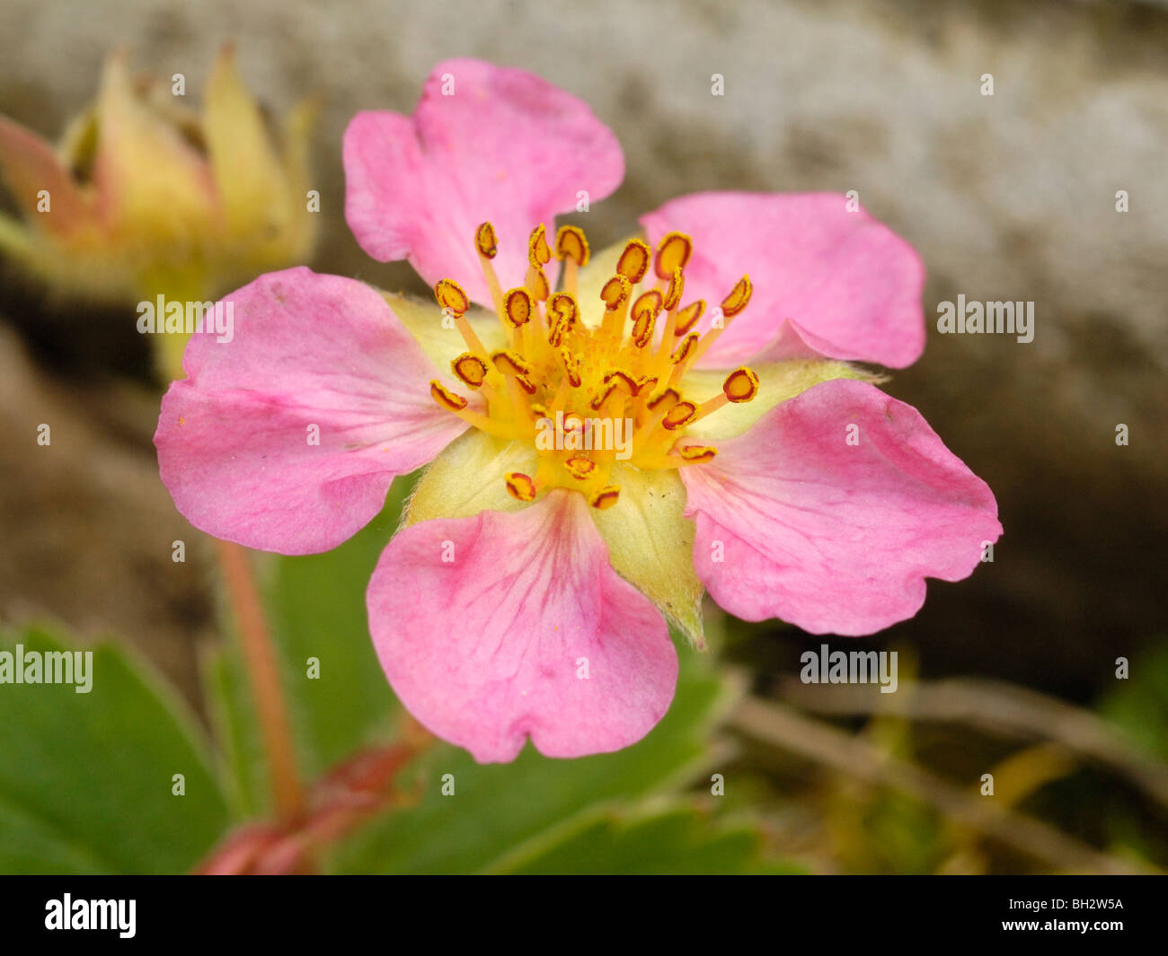 Garten-Erdbeere (wachsen in freier Wildbahn), Fragaria x ananassa Stockfoto