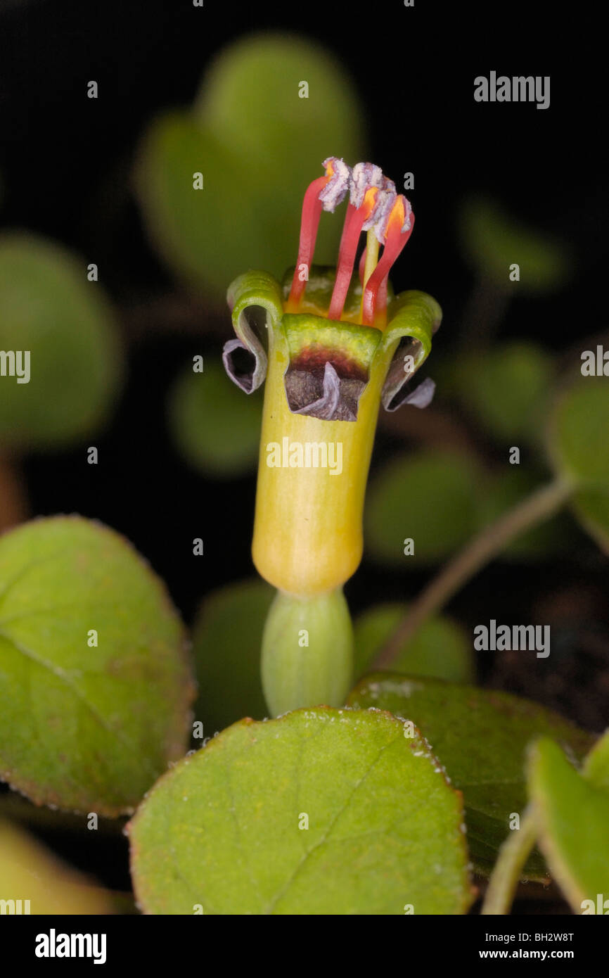 Fuchsia Procumbens Blume, Trailing Fuscsia Stockfoto