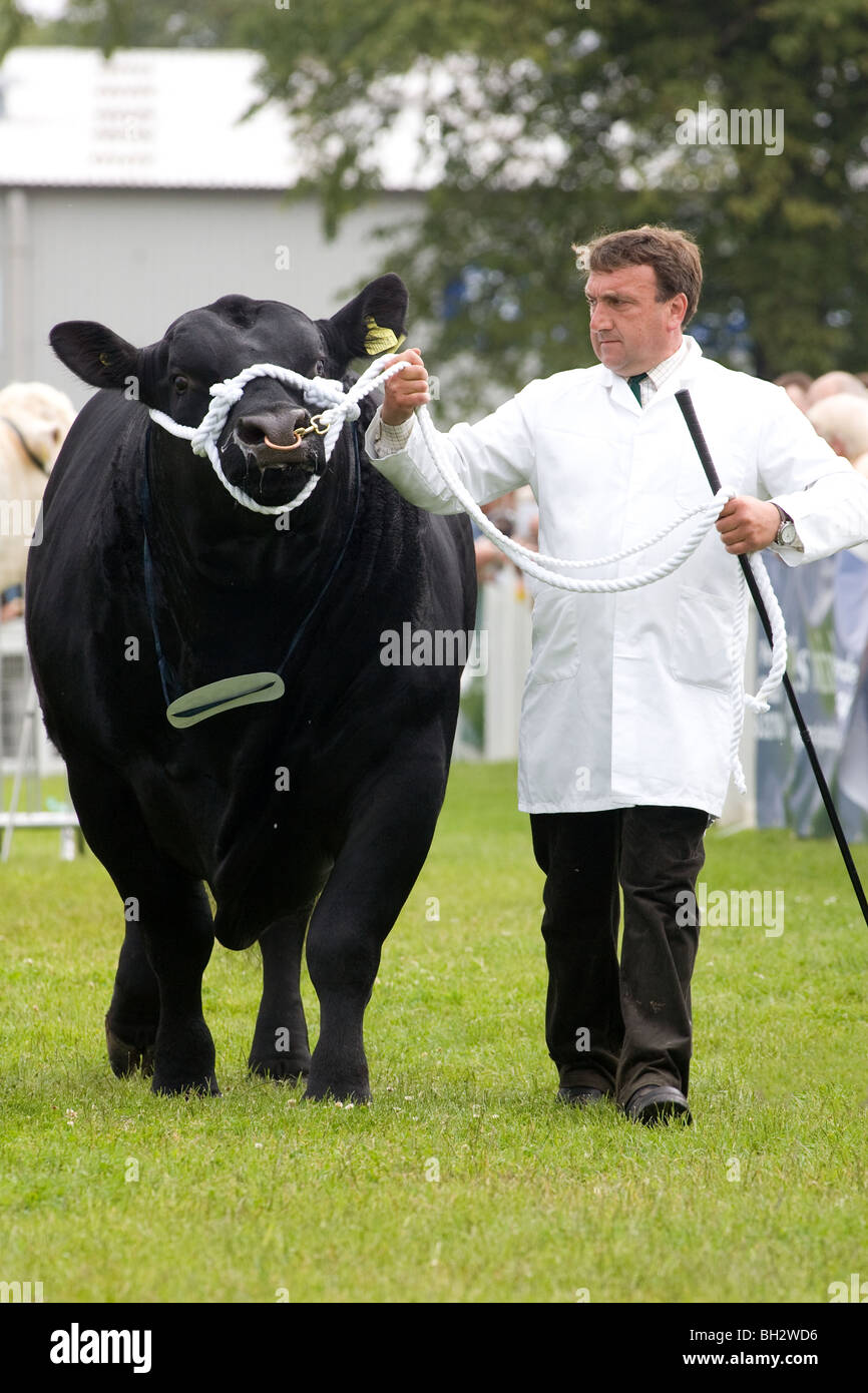 Stockman zeigt einen Aberdeen Angus-Stier auf der Royal Highland Show 2009 Stockfoto