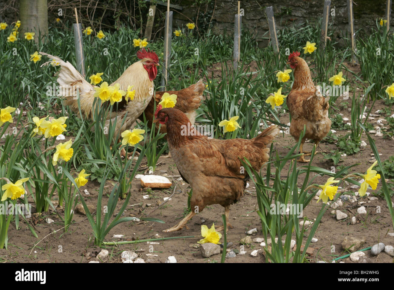 Hühner Freilandhaltung In einem Hof Stockfoto