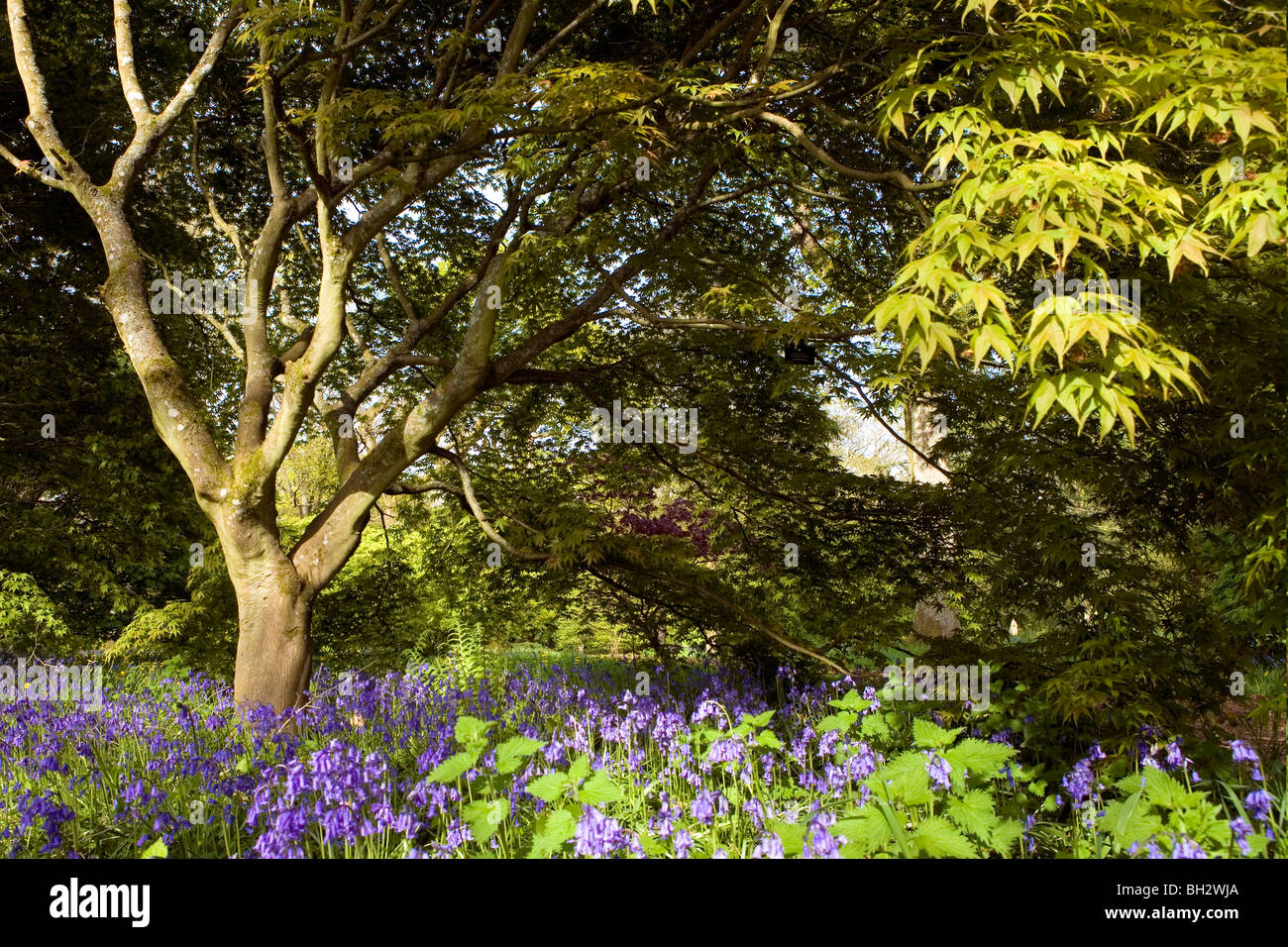 Glockenblumen unter Acer Baum, Westonbirt Arboretum Stockfoto