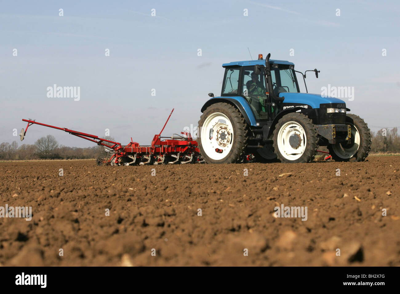 Traktor Bohren Zuckerrüben Stockfoto