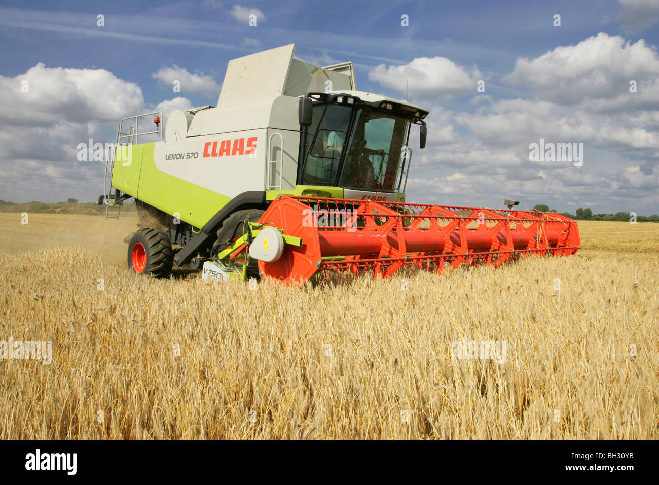 Ein Mähdrescher beim Ernten von Weizen Stockfoto