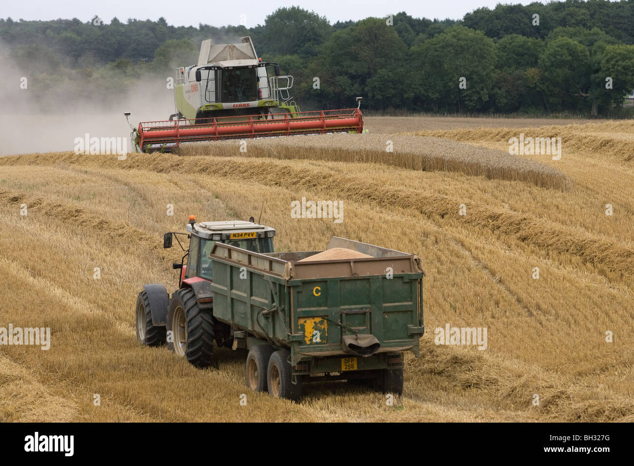 Ein Mähdrescher auf Spuren, die beim Ernten von Weizen Stockfoto