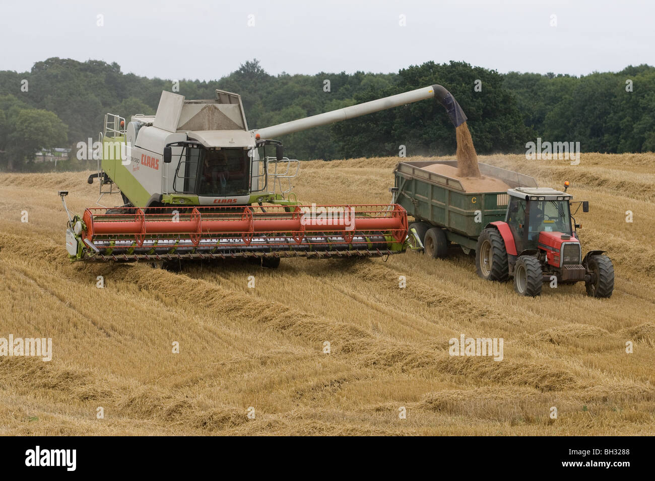 Ein Mähdrescher auf Spuren, die beim Ernten von Weizen Stockfoto
