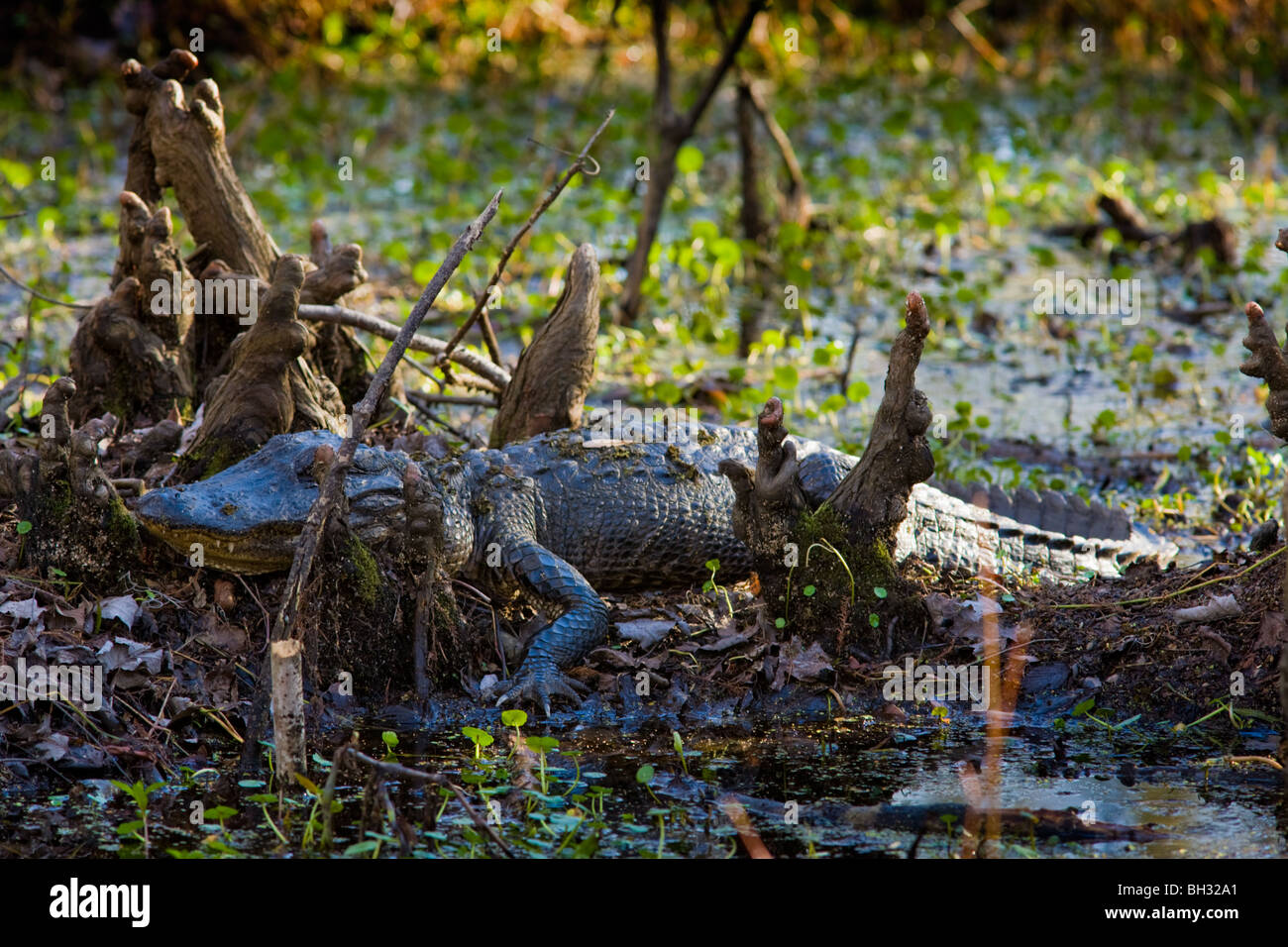Alligator getarnt unter Zypressen Knien beim Barataria Preserve, Marrero, Louisiana, Jean Lafitte Nationalpark Stockfoto