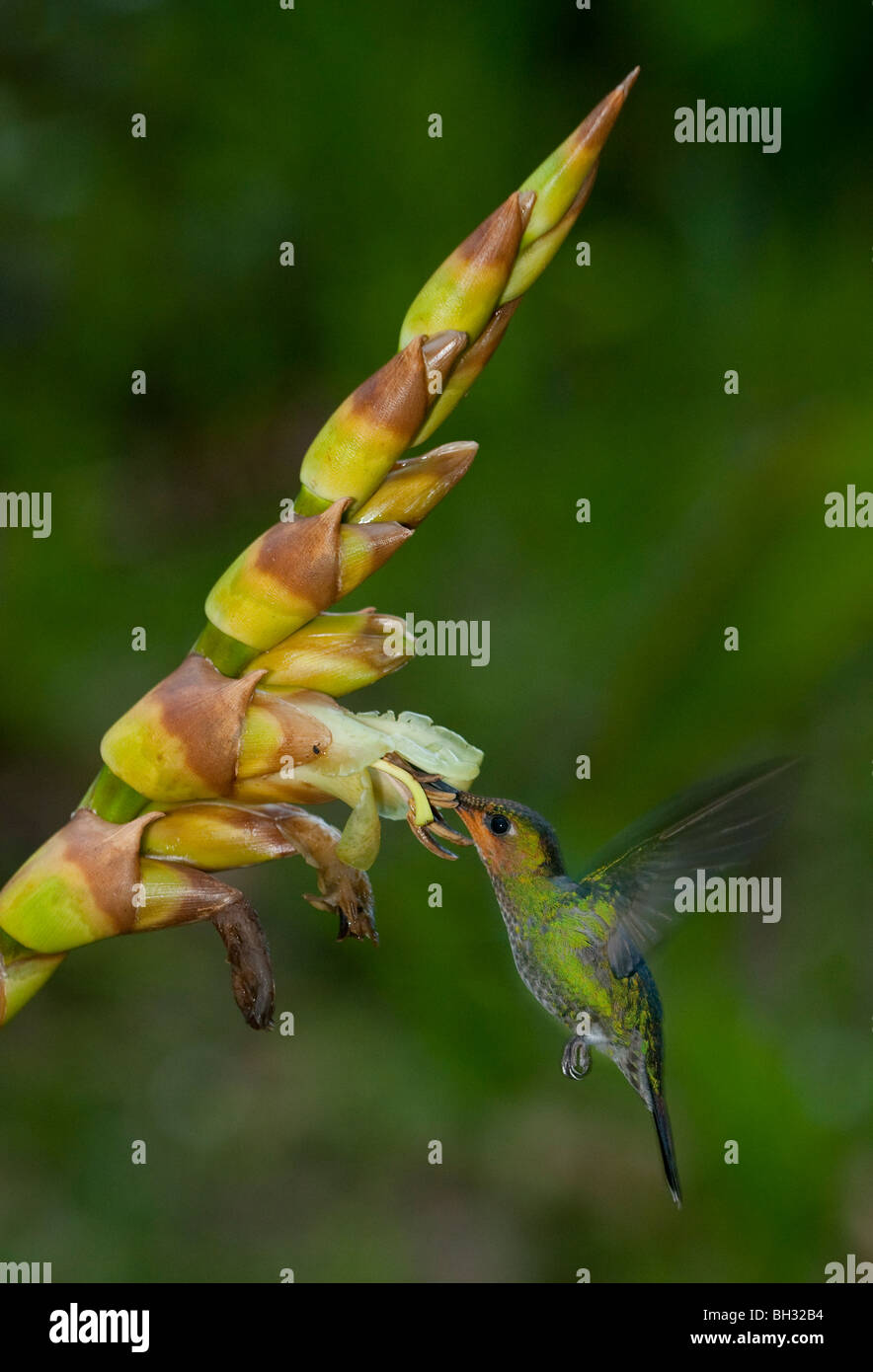 Ein grüne gekrönter brillante Heliodoxa Jacula Kolibri ernährt sich von Nektar im Nebelwald von Monteverde Costa rica Stockfoto