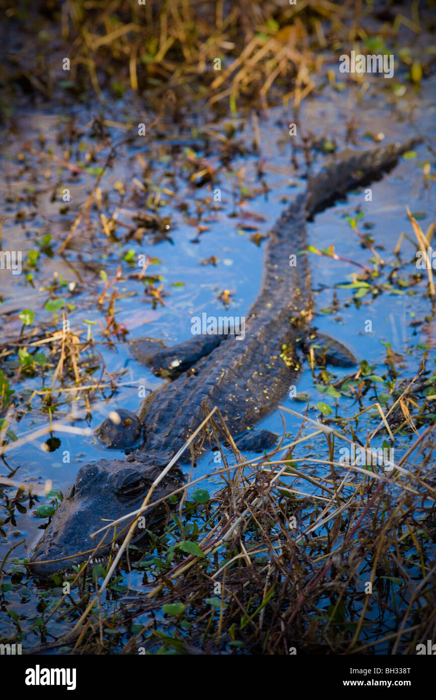 Alligator am Barataria bewahren, Marrero, Louisiana, Jean Lafitte Nationalpark Stockfoto