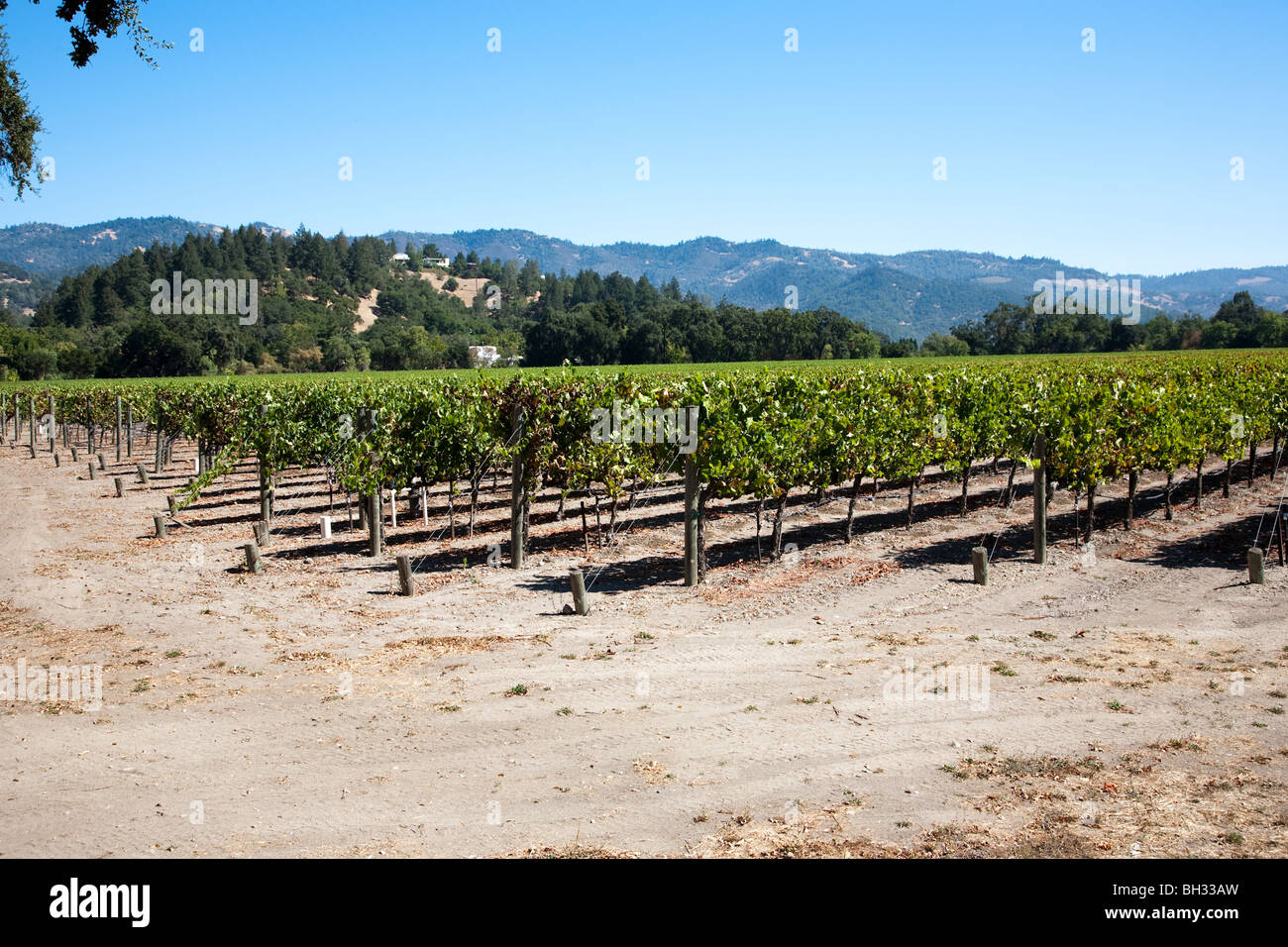 Weinland, Nappa Valley in Kalifornien, USA Stockfoto