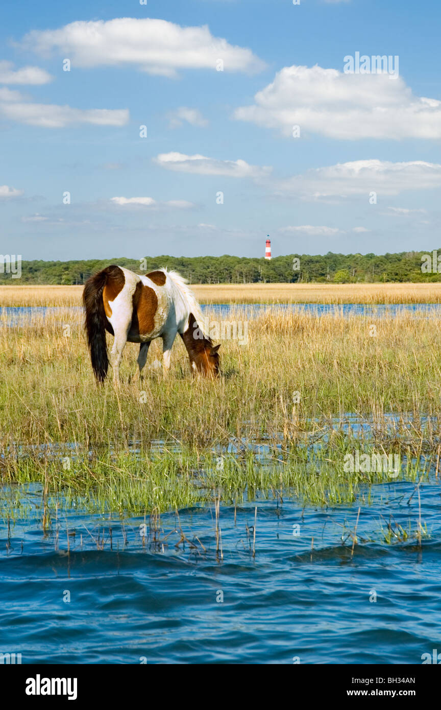 Stock Foto von wildes Pony Weiden Seegras direkt an Assateague Insel, Leuchtturm im Hintergrund, fotografiert von einem Boot aus. Stockfoto