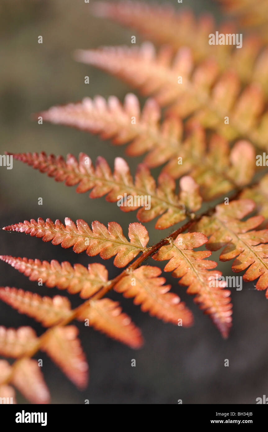 Uniformierte männliche Farne (dryopteris uniformis) Stockfoto