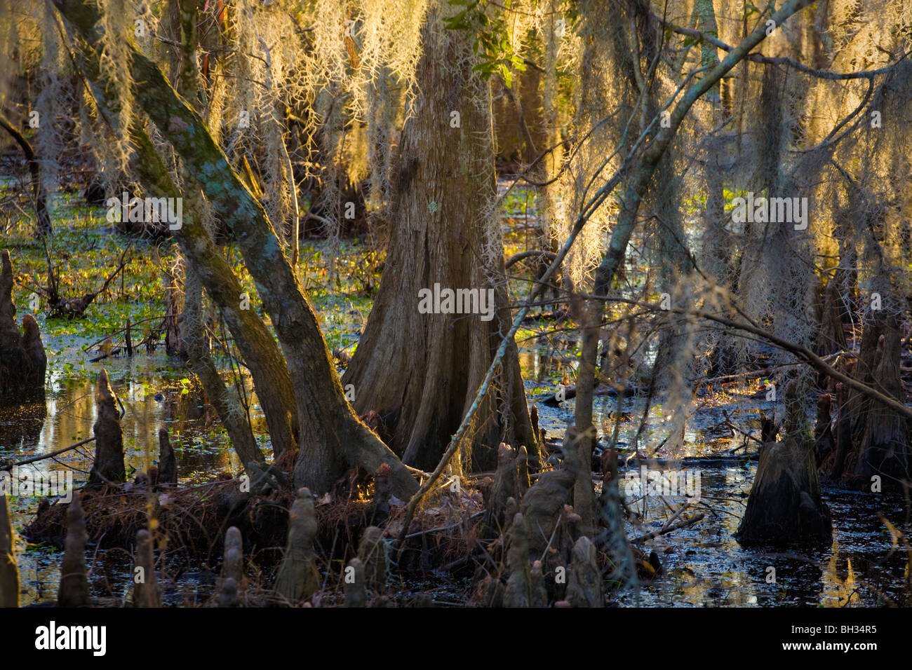 Kahle Zypresse-Sumpf bei Barataria Preserve, Marrero, Louisiana, Jean Lafitte Nationalpark Stockfoto