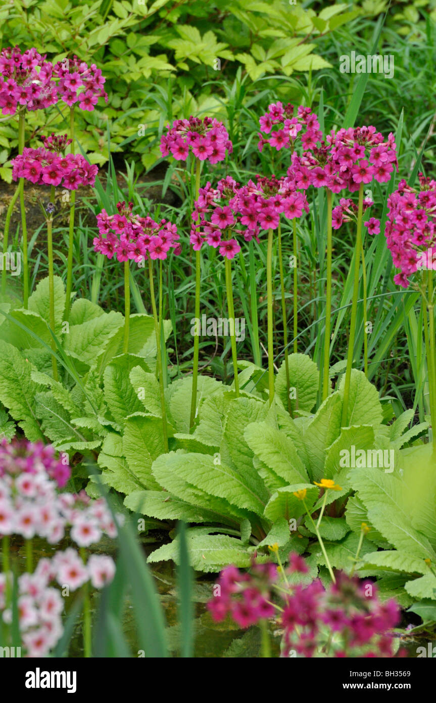 Japanische Kandelaber Primel (Primula japonica) Stockfoto