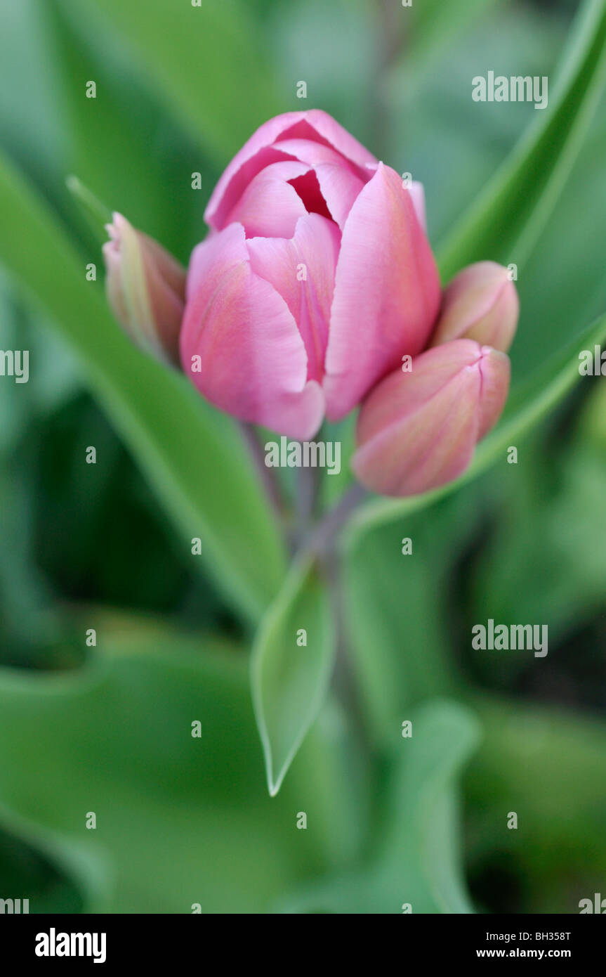 Multiflowering Tulpe (Tulipa happy family) Stockfoto