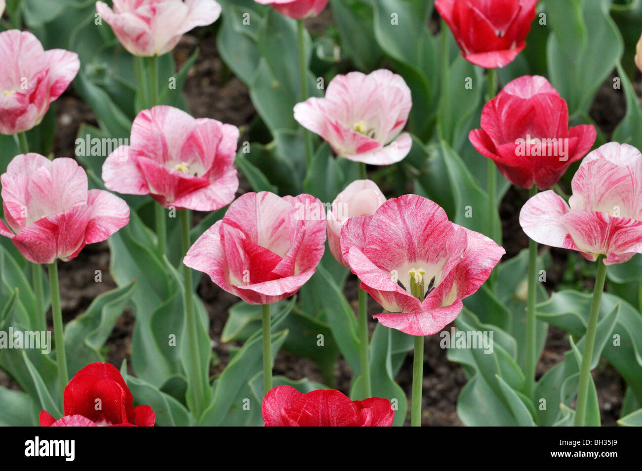 Triumph Tulpe (tulipa Hemisphäre). Stockfoto