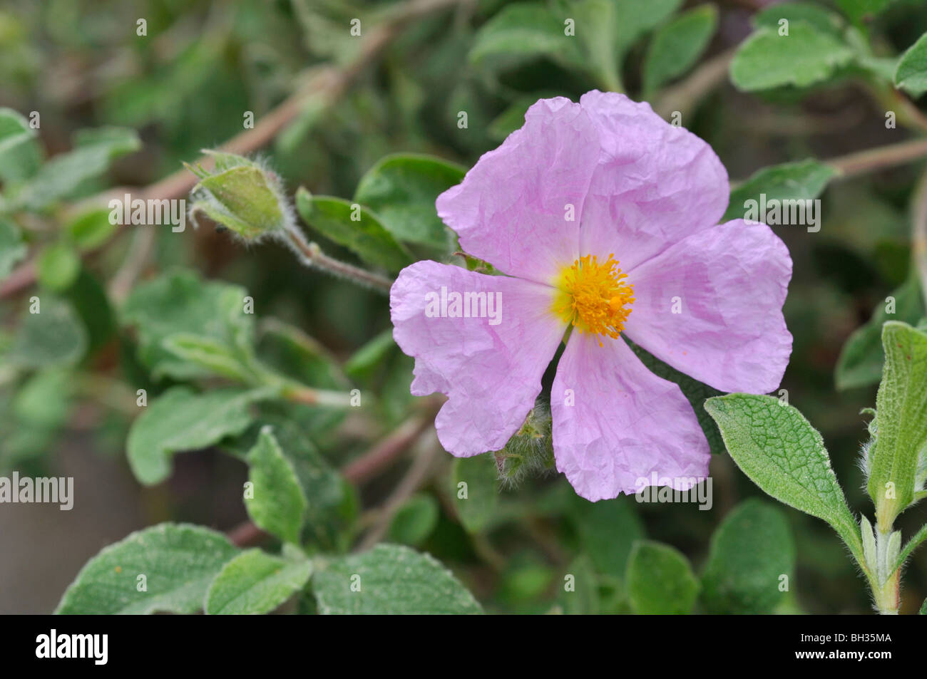 Kretische Rock Rose (Cistus Creticus) Stockfoto