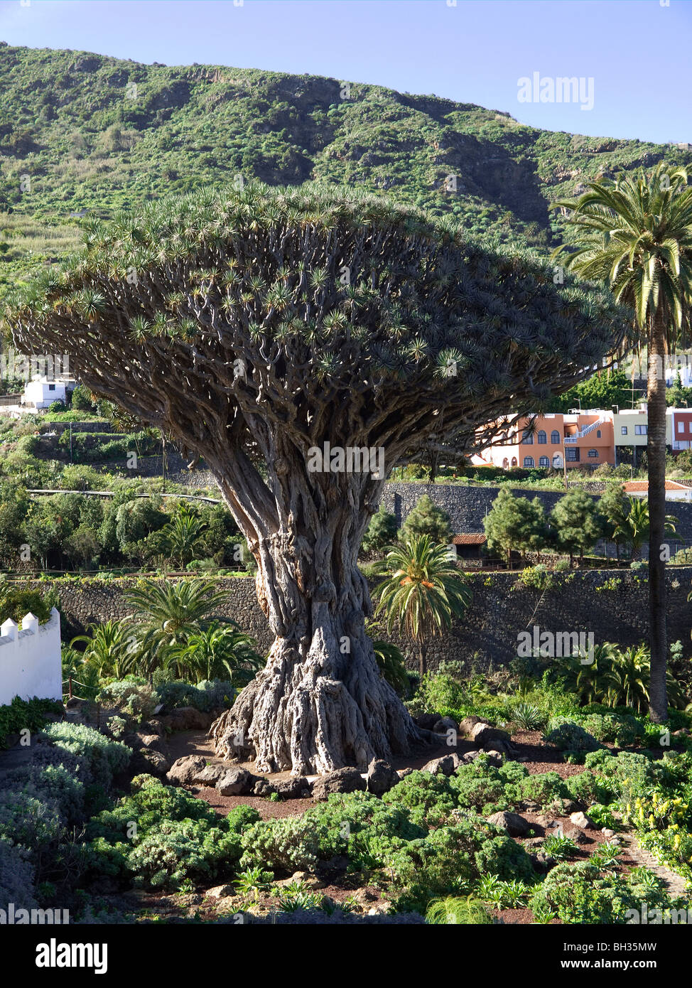 Drachenbaum-Dracaena Draco, in Icod de Los Vinos. Mehr als 16m hoch und im Alter von 1000 Jahren die älteste in Teneriffa. Stockfoto