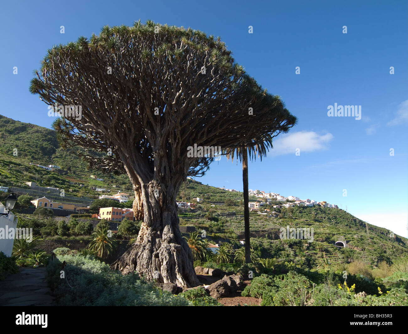 Drachenbaum-Dracaena Draco, in Icod de Los Vinos. Mehr als 16m hoch und im Alter von 1000 Jahren die älteste in Teneriffa. Stockfoto