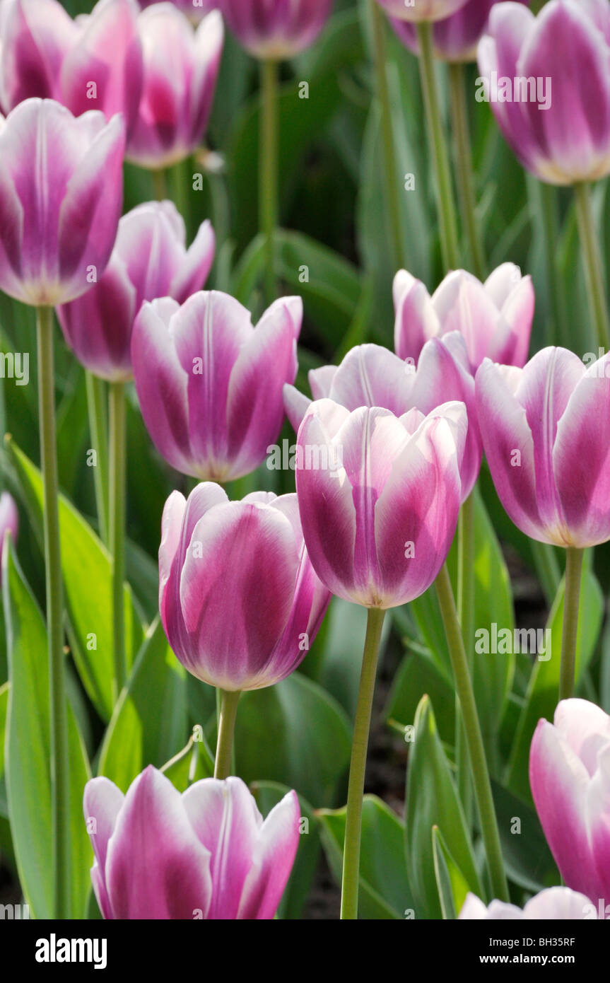 Single späte Tulpe (tulipa Alexander Puschkin) Stockfoto