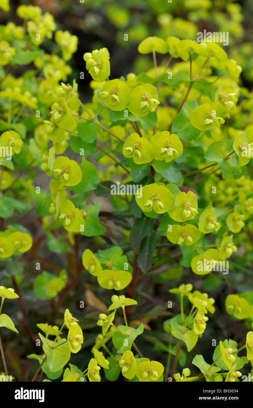 Holz Wolfsmilch (Euphorbia amygdaloides 'Purpurea') Stockfoto