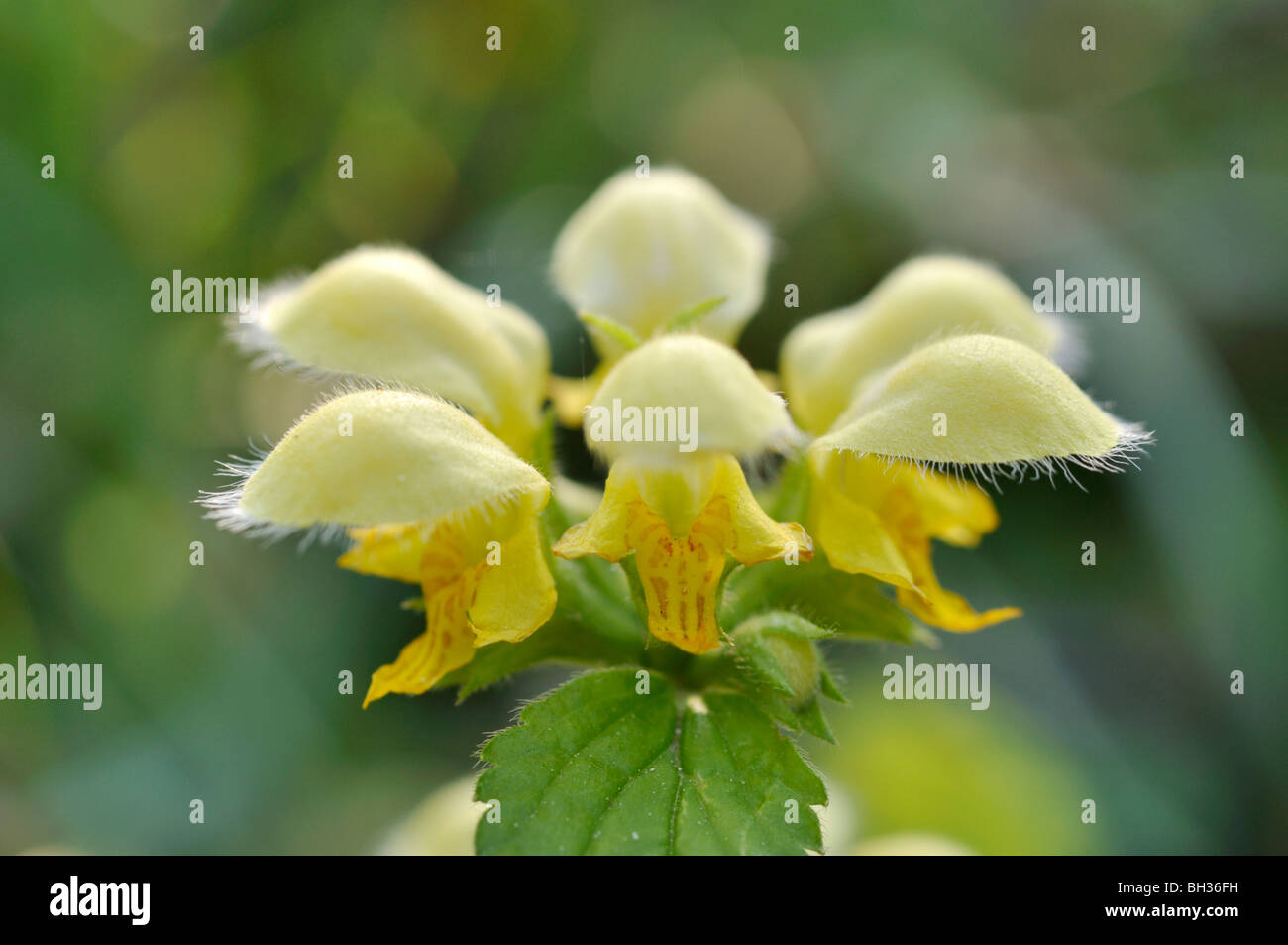 Gelbe Erzengel (Lamium galeobdolon 'florentinum' syn. lamiastrum galeobdolon 'florentinum') Stockfoto