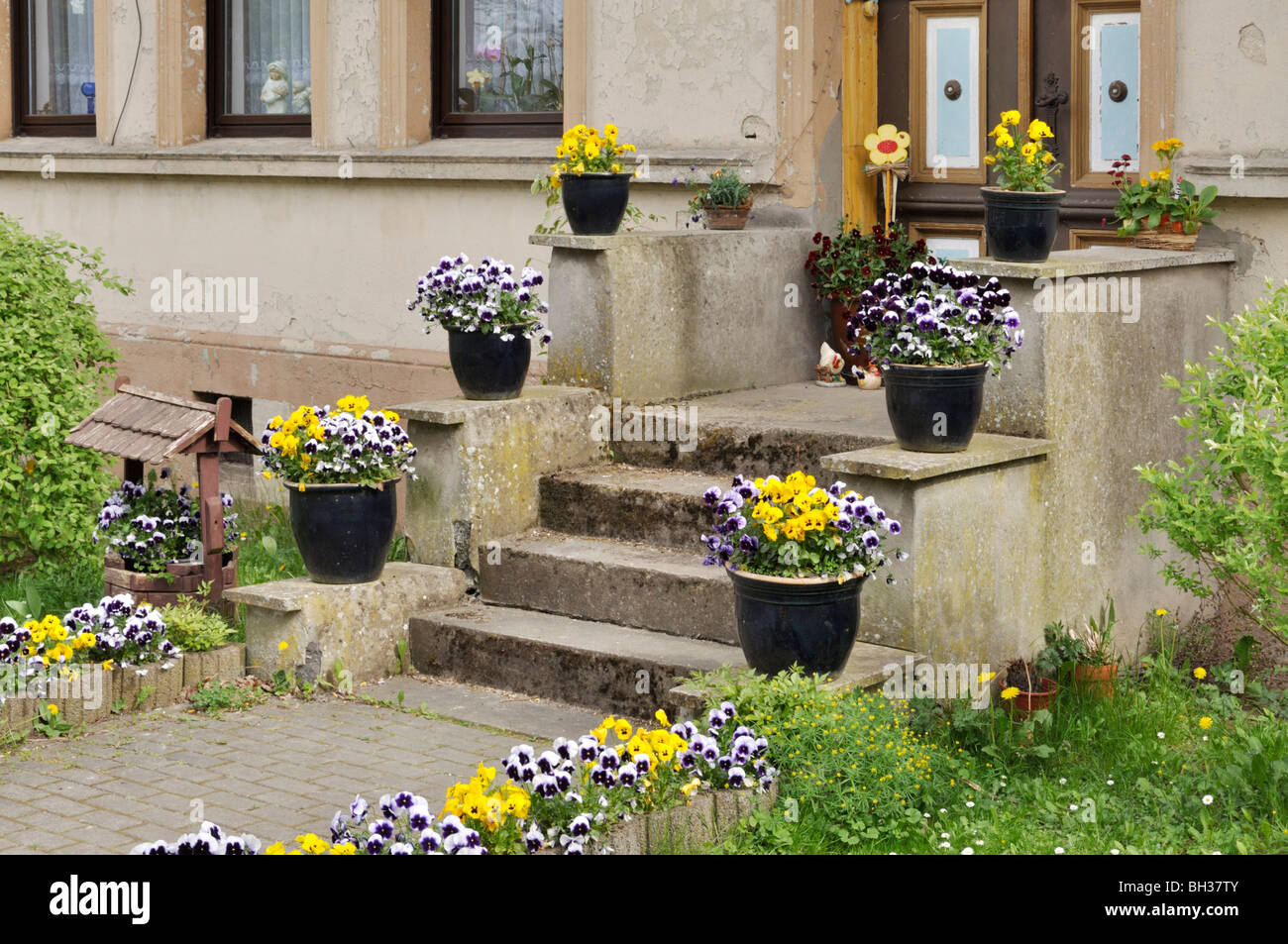 Haus Eingang mit Veilchen in der Badewanne Stockfoto