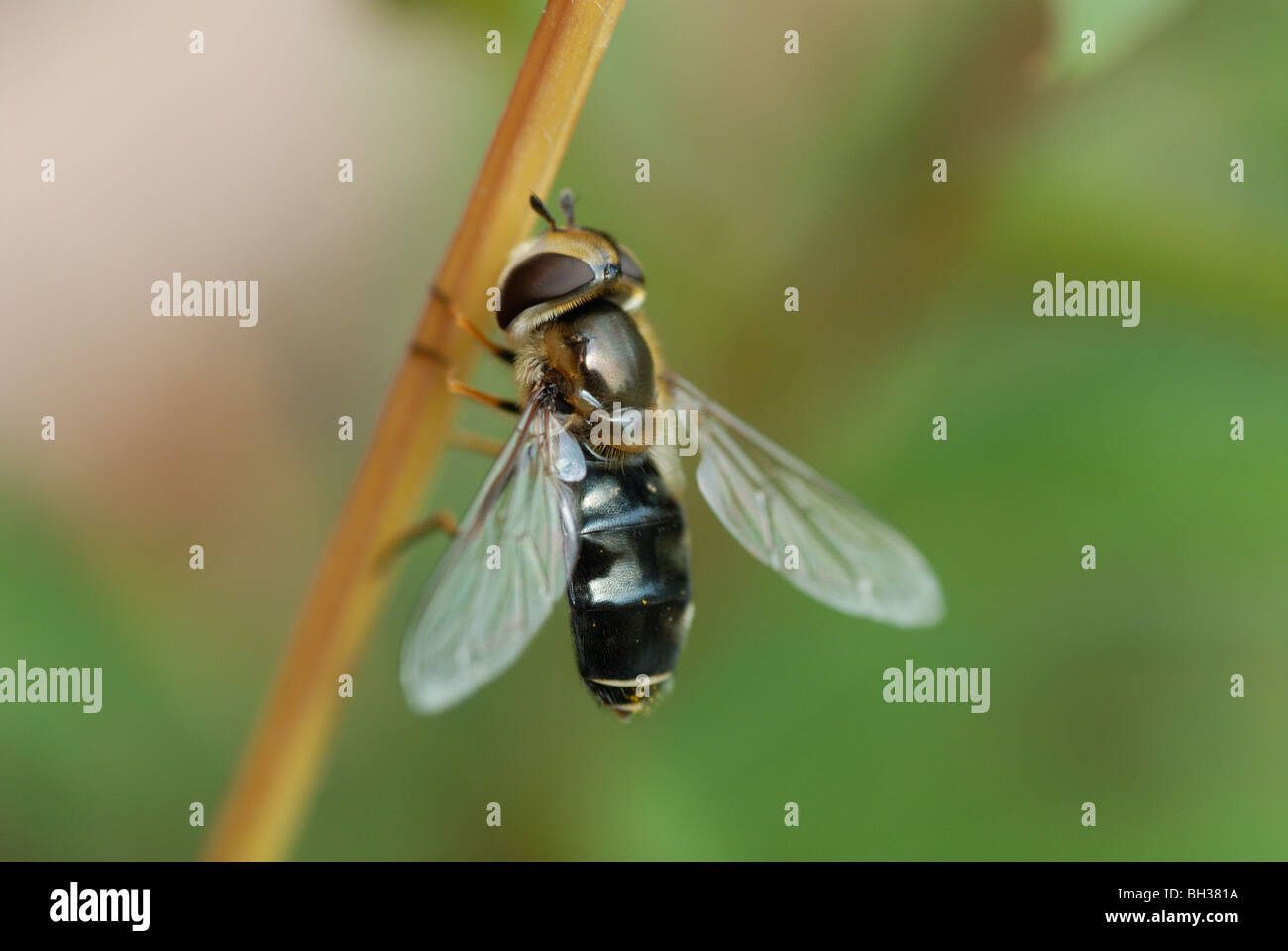 Die Syrphid Fliege Scaeva Pyrastri, ganz in schwarz unicolor form Stockfoto