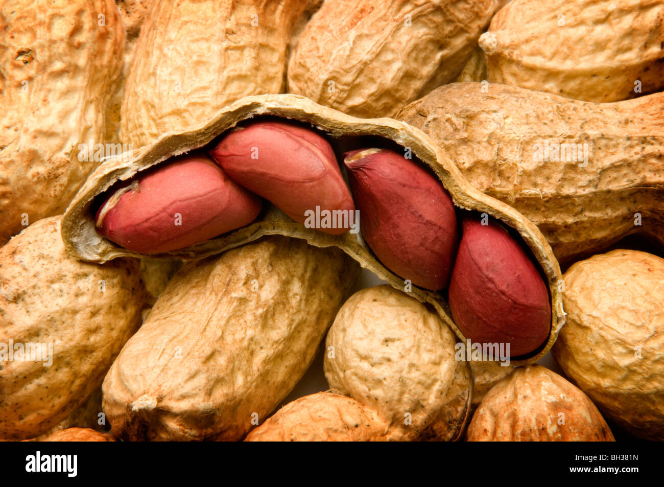 Erdnüsse in der offenen Schale Stockfoto