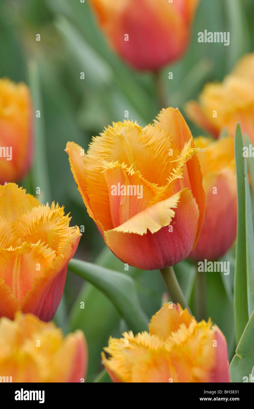 Gefranste Tulpe (tulipa Lambada) Stockfoto