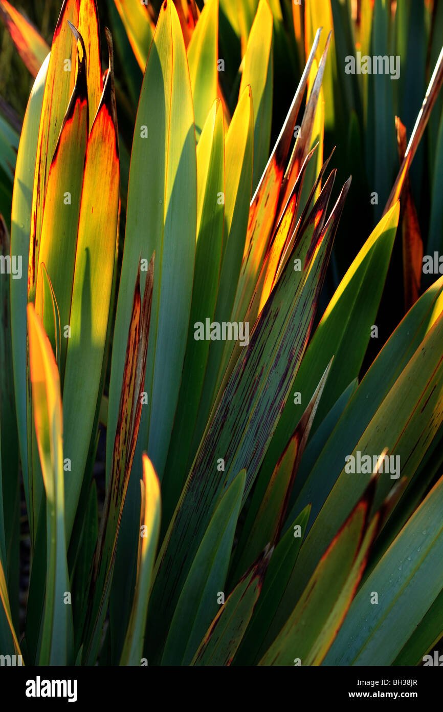 Phormium Stockfoto Phormium Stockfoto