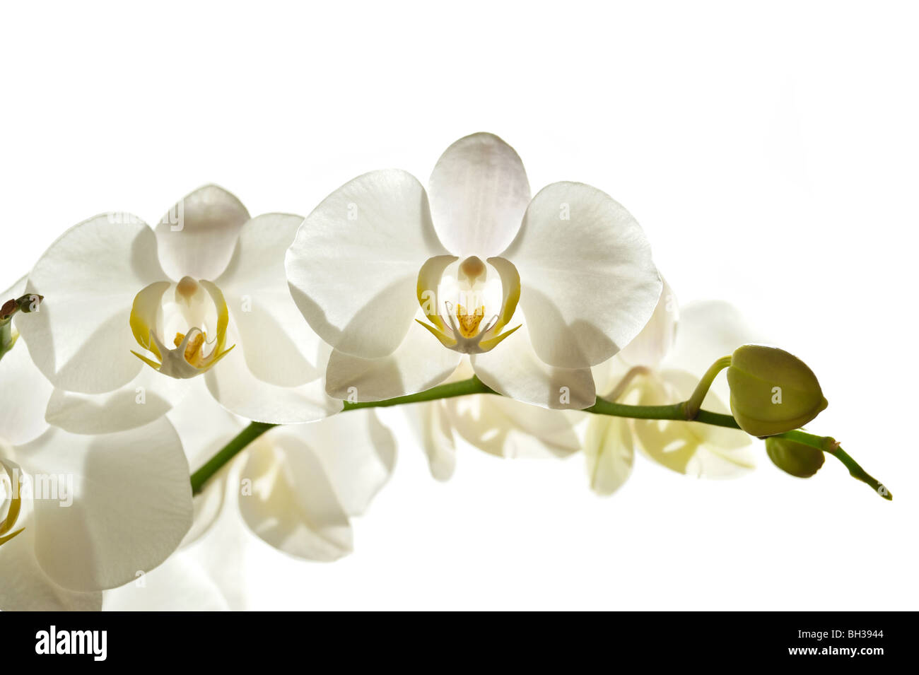 White Orchid auf weißem Hintergrund Stockfoto