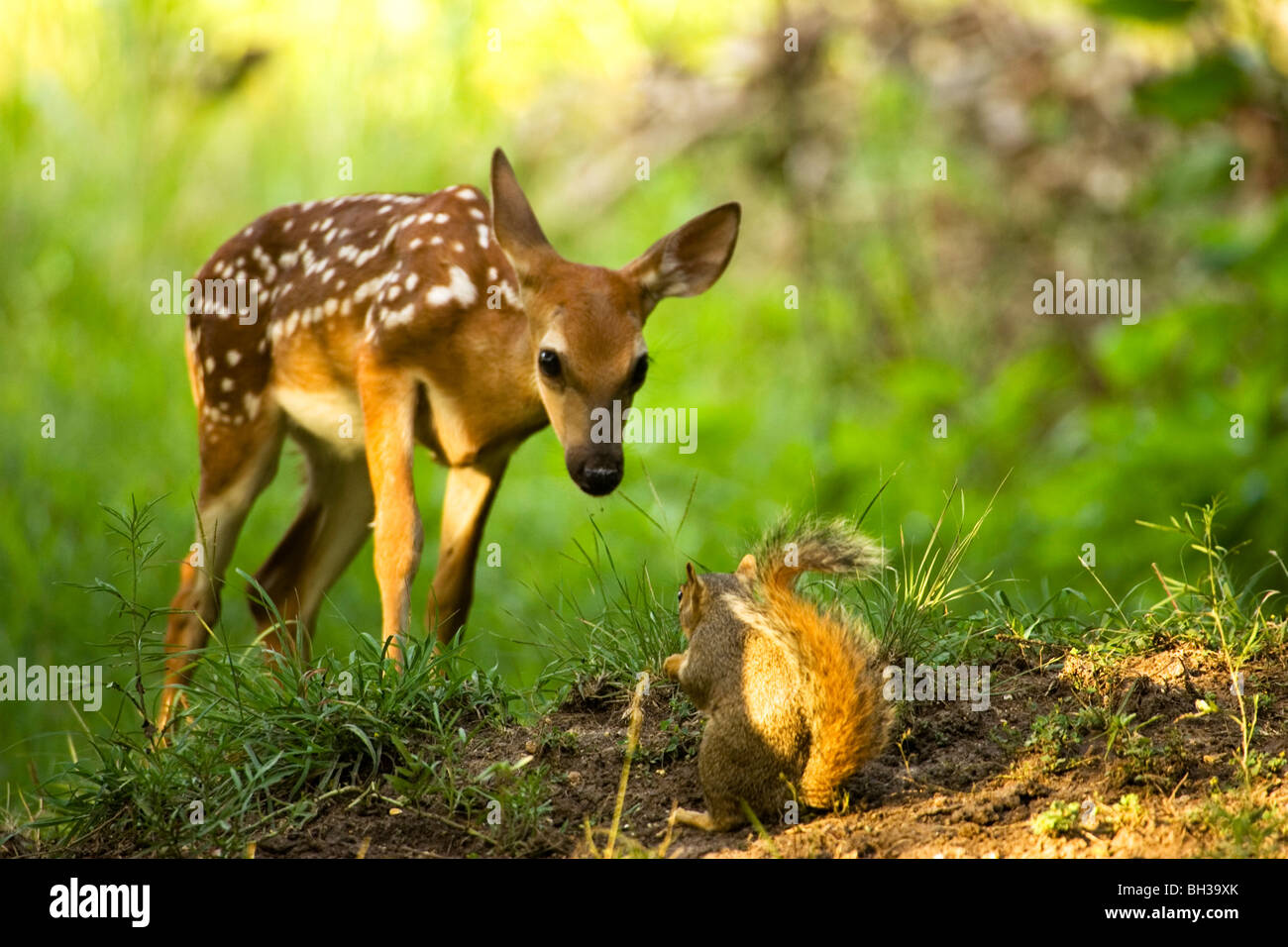 Ein Seeadler (Fawn) Reh stellt sich mit einem Fuchs, Eichhörnchen Stockfoto