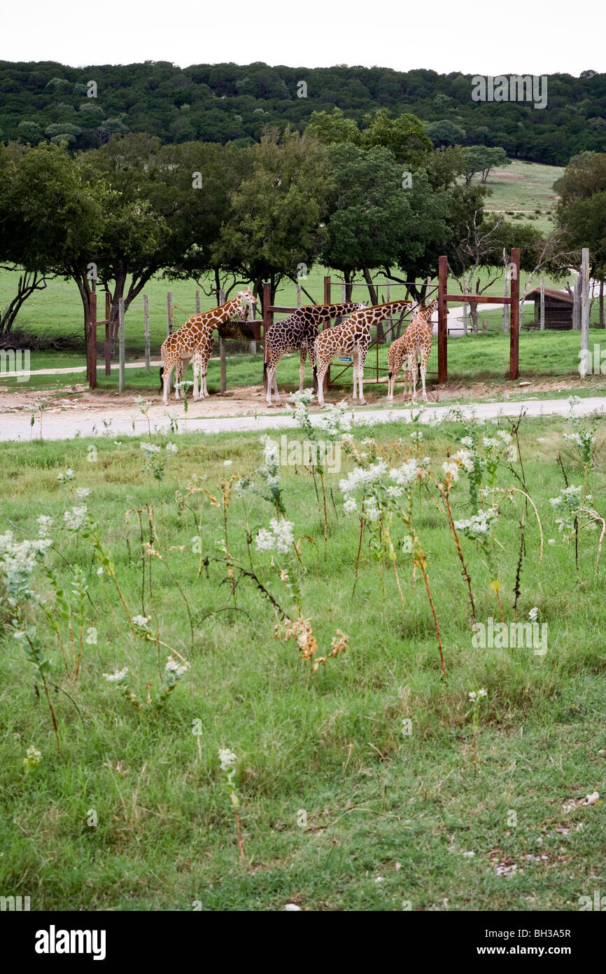 Giraffen füttern auf ein wildes Wildgehege. Stockfoto