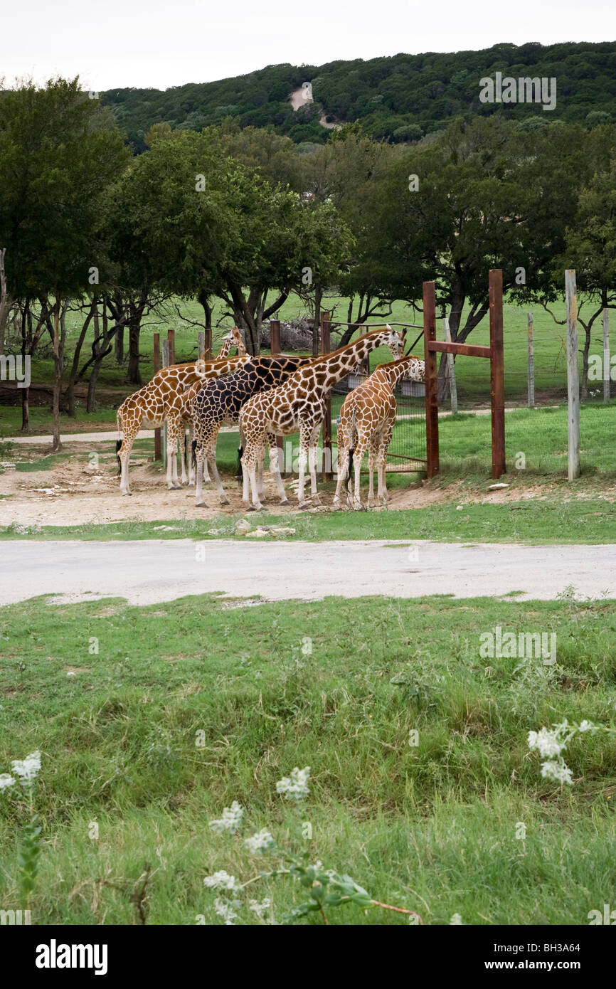 Giraffen füttern auf ein wildes Wildgehege. Stockfoto