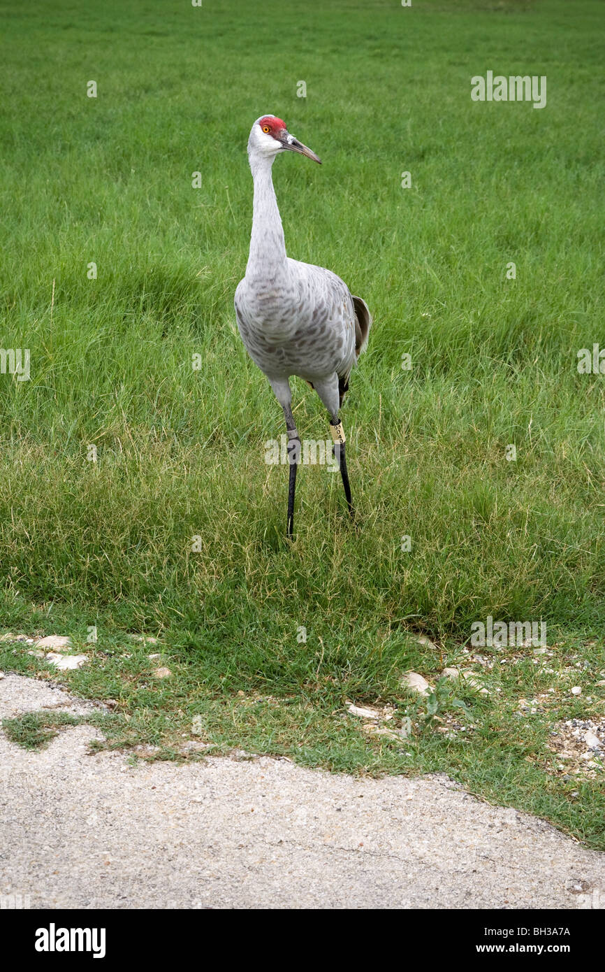 Eine vom Aussterben bedrohte Sandhill Kran stehend in einer Wiese. Stockfoto